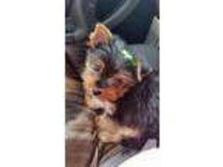 Yorkshire Terrier Puppy for sale in MILLRY, AL, USA