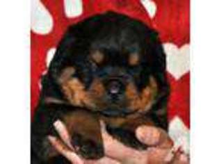 Mutt Puppy for sale in MARLBOROUGH, MA, USA