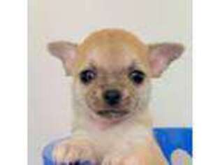 Chihuahua Puppy for sale in Adamsville, TN, USA