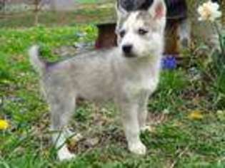 Siberian Husky Puppy for sale in Smithton, PA, USA