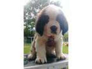 Saint Bernard Puppy for sale in Greenville, IL, USA