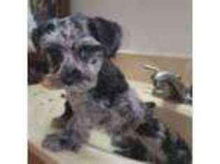 Mutt Puppy for sale in Parkersburg, WV, USA