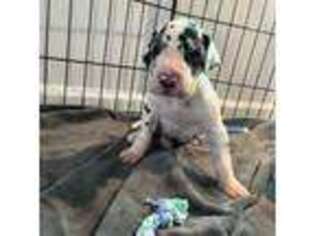 Great Dane Puppy for sale in Benson, AZ, USA