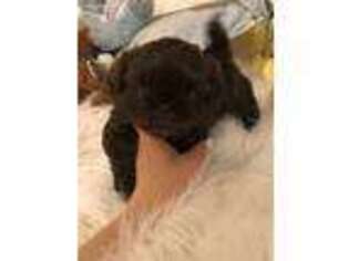 Mutt Puppy for sale in Middletown, NY, USA