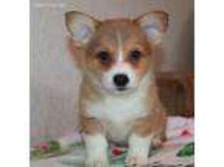 Pembroke Welsh Corgi Puppy for sale in Mabank, TX, USA