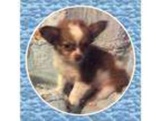 Chihuahua Puppy for sale in Hudson, FL, USA