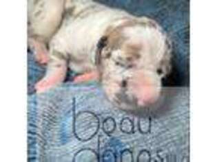 Great Dane Puppy for sale in Covington, LA, USA