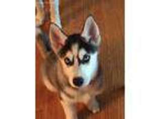 Siberian Husky Puppy for sale in Poughkeepsie, NY, USA