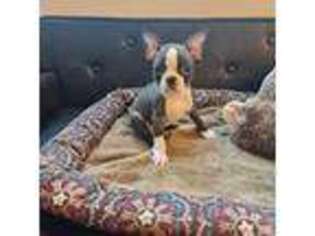 Boston Terrier Puppy for sale in Palm Harbor, FL, USA