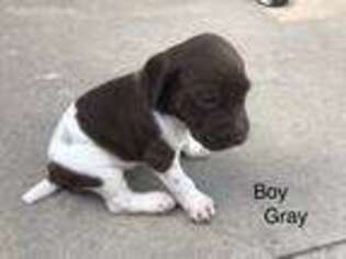 German Shorthaired Pointer Puppy for sale in Firth, NE, USA