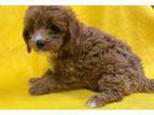 Cavapoo Puppy for sale in Statesboro, GA, USA