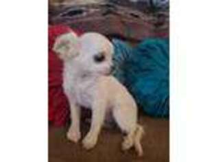 Chihuahua Puppy for sale in Show Low, AZ, USA
