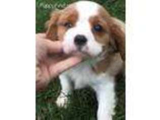 Cavalier King Charles Spaniel Puppy for sale in East Sparta, OH, USA