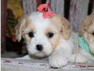 Cavachon Puppy for sale in Ruston, LA, USA