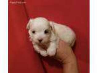 Maltese Puppy for sale in Buhl, ID, USA