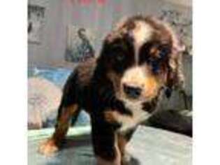 Bernese Mountain Dog Puppy for sale in Clever, MO, USA