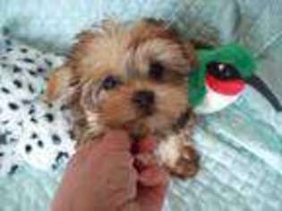 Yorkshire Terrier Puppy for sale in Midvale, UT, USA