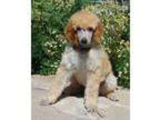 Mutt Puppy for sale in Roundup, MT, USA