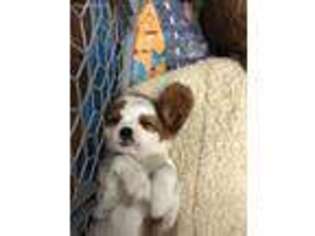 Cavalier King Charles Spaniel Puppy for sale in Madisonville, TN, USA