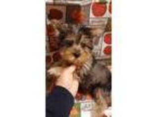 Yorkshire Terrier Puppy for sale in Ocoee, TN, USA