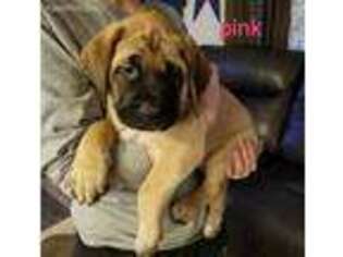 Mastiff Puppy for sale in Lewisville, OH, USA