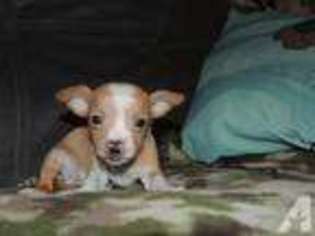 Chihuahua Puppy for sale in BOMOSEEN, VT, USA