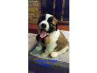 Saint Bernard Puppy for sale in Newcomerstown, OH, USA