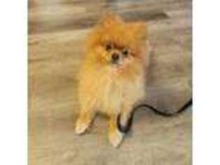 Pomeranian Puppy for sale in Chesterfield, MO, USA
