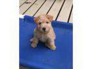 Lakeland Terrier Puppy for sale in Gore, OK, USA