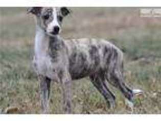 Whippet Puppy for sale in Fort Worth, TX, USA