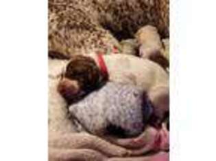 German Shorthaired Pointer Puppy for sale in Orting, WA, USA