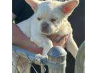 French Bulldog Puppy for sale in Bridgeport, TX, USA