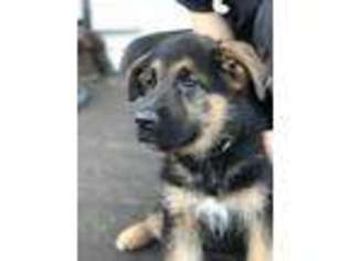 German Shepherd Dog Puppy for sale in Marengo, IL, USA