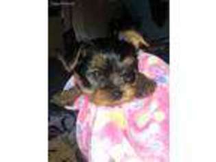 Yorkshire Terrier Puppy for sale in Palos Hills, IL, USA