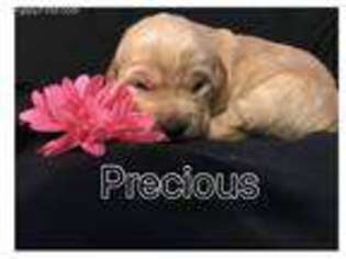 Golden Retriever Puppy for sale in Rogersville, TN, USA