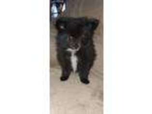 Pomeranian Puppy for sale in Granite City, IL, USA