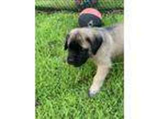 Mastiff Puppy for sale in Greenbush, ME, USA