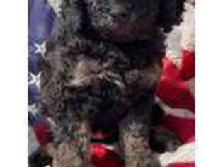 Goldendoodle Puppy for sale in Ozark, AR, USA