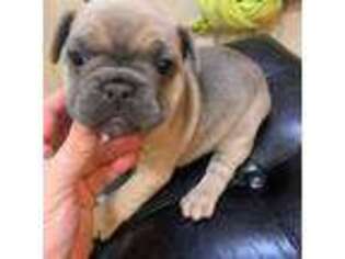French Bulldog Puppy for sale in Calhoun, LA, USA