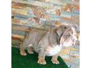Bulldog Puppy for sale in Elk Grove Village, IL, USA