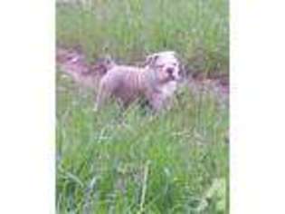 Olde English Bulldogge Puppy for sale in ESTES PARK, CO, USA