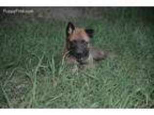 Belgian Malinois Puppy for sale in Normangee, TX, USA