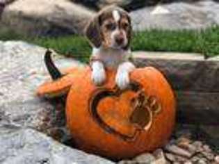 Beagle Puppy for sale in Herriman, UT, USA