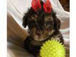 Mutt Puppy for sale in Stuart, NE, USA