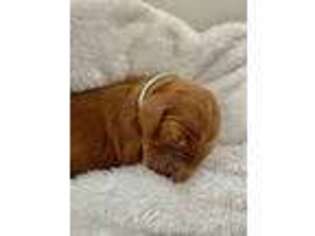 Irish Setter Puppy for sale in Doylestown, PA, USA