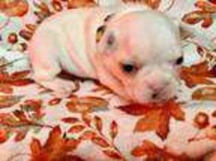 French Bulldog Puppy for sale in Waseca, MN, USA