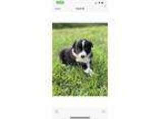 Border Collie Puppy for sale in Jacksonville, FL, USA