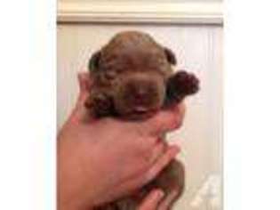 Labrador Retriever Puppy for sale in NESCONSET, NY, USA