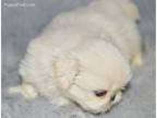 Pekingese Puppy for sale in Opelousas, LA, USA