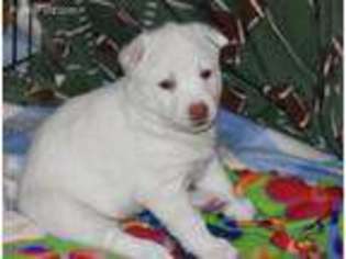 Siberian Husky Puppy for sale in Meridian, ID, USA